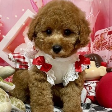 トイプードル(トイ)【宮崎県・女の子・2025年4月20日・レッド】の写真「お目目クリクリ👀おっとり系です」