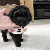 トイプードル(タイニー)