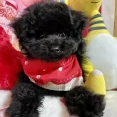 タイニープードル