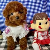 トイプードル(ティーカップ)