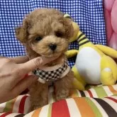 ティーカッププードル