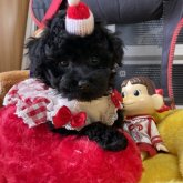 トイプードル(タイニー)