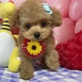 ティーカッププードル【宮崎県・男の子・2025年7月14日・アプリコット】の写真1「フワモコになりました日に日に可愛くなってますよ❤️」