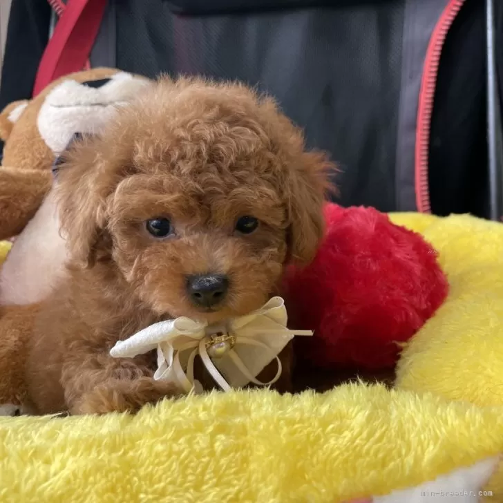 p*o様 ティーカッププードル p*o様 ティーカッププードル ティーカッププードル【大阪府・男の子