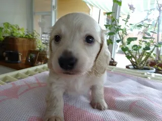 たなか 様のお迎えした子犬