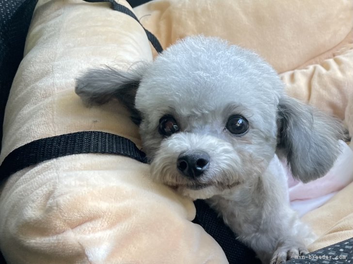 ティーカッププードル【・女の子・2024年11月9日・シルバー】