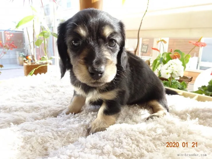 ID：2001-02475の子犬