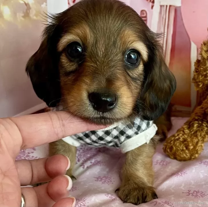ID:2407-07678の子犬