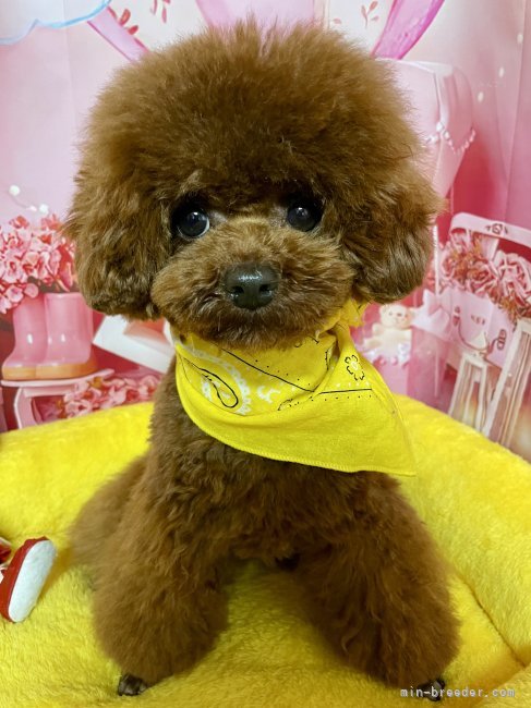 ティーカッププードル【・男の子・2024年7月5日・レッド】