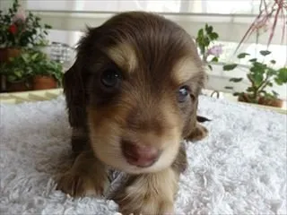 マーブル 様のお迎えした子犬