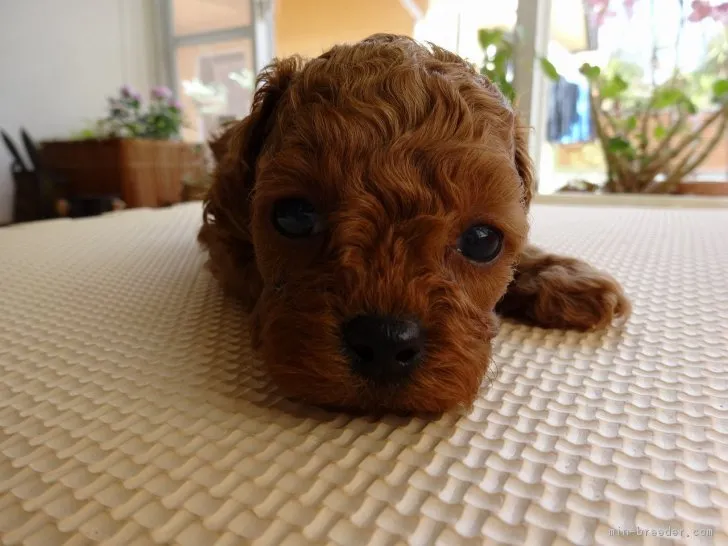 ID:1702-00074の子犬