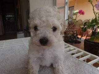 みみー 様のお迎えした子犬