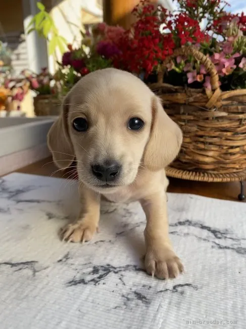 ID：2112-02904の子犬