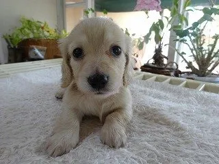 あやか 様のお迎えした子犬