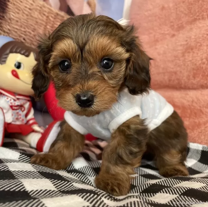 ID：2402-01523の子犬