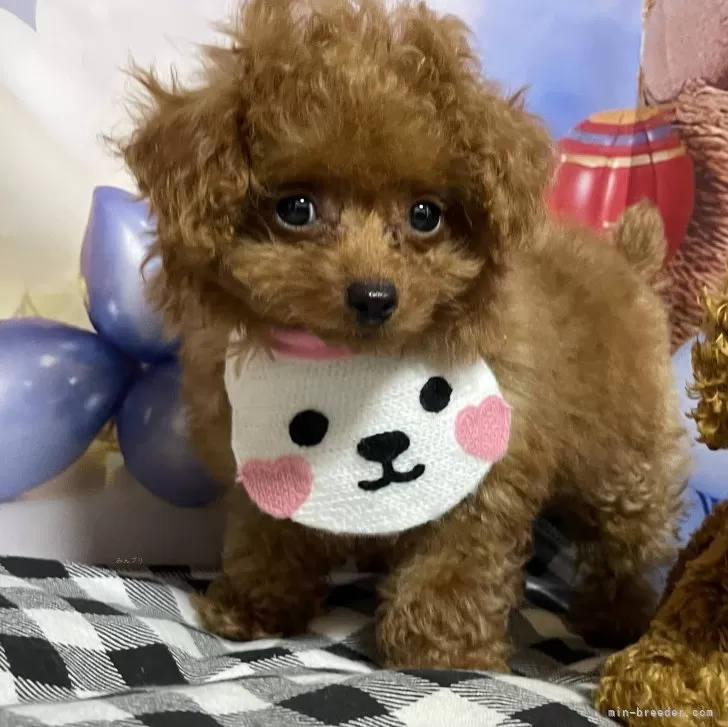 ID:2405-03779の子犬
