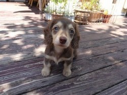 ミニチュアダックスフンド(ロング)【宮崎県・女の子・2014年2月26日・チョコレートクリーム】の写真「綺麗な色のチョコクリームの女の子(^'^)」