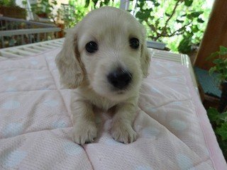 ミニチュアダックスフンド(ロング)【宮崎県・男の子・2014年8月14日・ピュアクリーム】の写真「綺麗なピュアクリームの男の子♡父カニヘン」