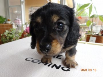 ミニチュアダックスフンド(ロング)【宮崎県・女の子・2020年1月21日・ブラック&タン】の写真「可愛いお顔の女の子」