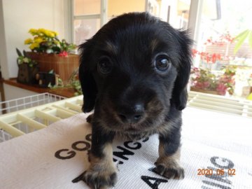 ミニチュアダックスフンド(ロング)【宮崎県・女の子・2020年3月15日・ブラック&タン】の写真「お目目まんまるかわいい女の子」