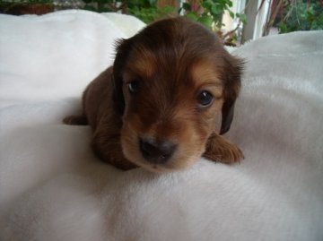 ミニチュアダックスフンド(ロング)【宮崎県・女の子・2013年9月5日・シェイデットクリーム】の写真「可愛い女の子（*^_^*）」