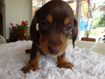 ミニチュアダックスフンド(スムース)【宮崎県・男の子・2017年5月11日・チョコレート&タン】の写真「スムースの男の子」