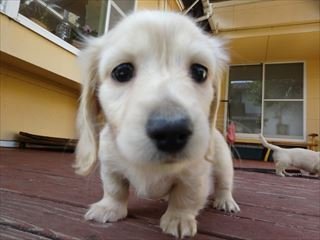 ミニチュアダックスフンド(ロング)【宮崎県・男の子・2018年3月7日・イエロー(クリーム)】の写真「毛色の綺麗なイエローの男の子です」