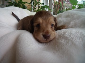 ミニチュアダックスフンド(ロング)【宮崎県・男の子・2013年9月5日・シェイデットクリーム】の写真「可愛い男の子（*^_^*）」