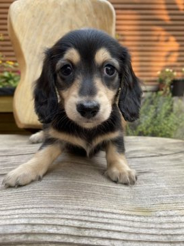 ミニチュアダックスフンド(ロング)【宮崎県・男の子・2020年8月30日・ブラック&イエロー】の写真「お顔のかわいい男の子です」