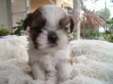 シーズー【宮崎県・男の子・2013年9月26日・ホワイト&ゴールド】の写真1