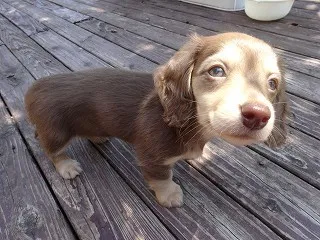 ミニチュアダックスフンド(ロング)【宮崎県・女の子・2014年2月26日・チョコレートクリーム】の写真4