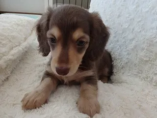 ミニチュアダックスフンド(ロング)【宮崎県・女の子・2014年2月26日・チョコレートクリーム】の写真5