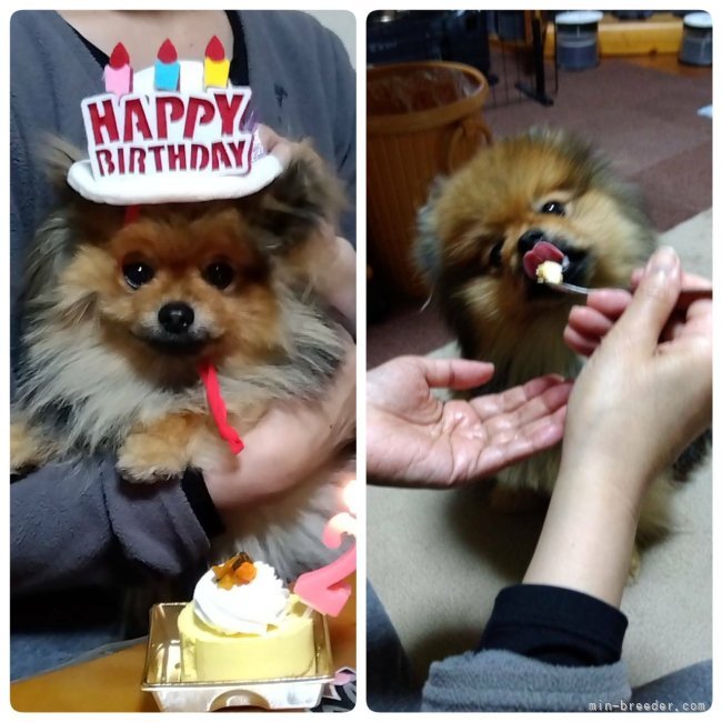 池谷麗子ブリーダーのブログ：HAPPY BIRTHDAY🎉