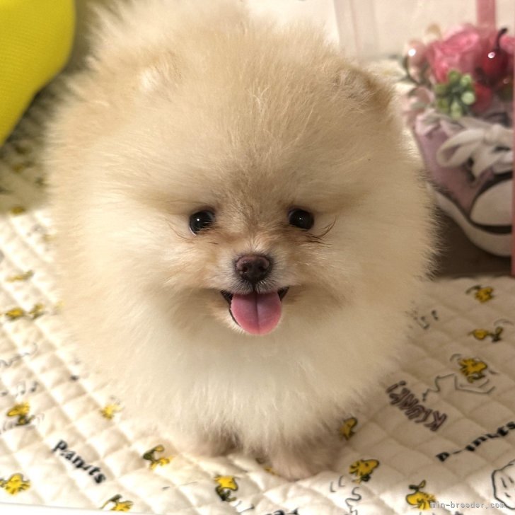 ポメラニアン【静岡県・男の子・2025年7月7日・ライトオレンジ