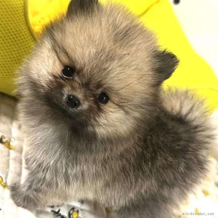 A.S 様のお迎えした子犬