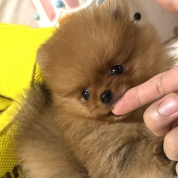 ポメラニアン【静岡県・男の子・2025年7月12日・オレンジ】の写真「小ぶりで綺麗なオレンジ。」