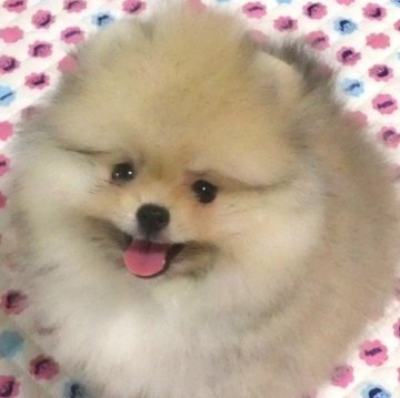 ポメラニアン【静岡県・男の子・2025年6月28日・クリーム～オレンジ】の写真「カレンダーのモデル犬。」