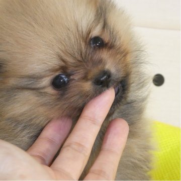 ポメラニアン【静岡県・男の子・2025年9月22日・オレンジ】の写真「ショートバックでコロコロな僕。」