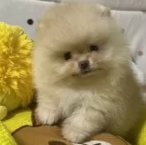 ポメラニアン