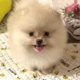 ポメラニアン