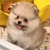 ポメラニアン