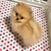 ポメラニアン