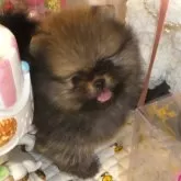 ポメラニアン