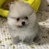 ポメラニアン