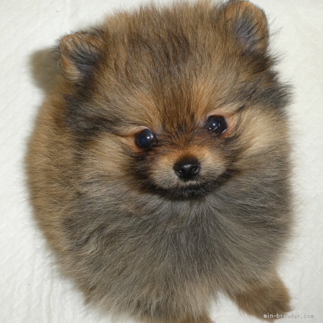 いろいろ うーちゃん 犬種 うーちゃん 犬種 Jpsaepicttkfm いろいろ うーちゃん 犬種 うーちゃん 犬種 Jpsaepicttkfm