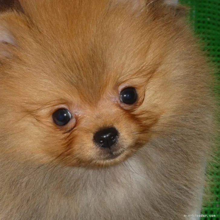 ID:2309-02723の子犬