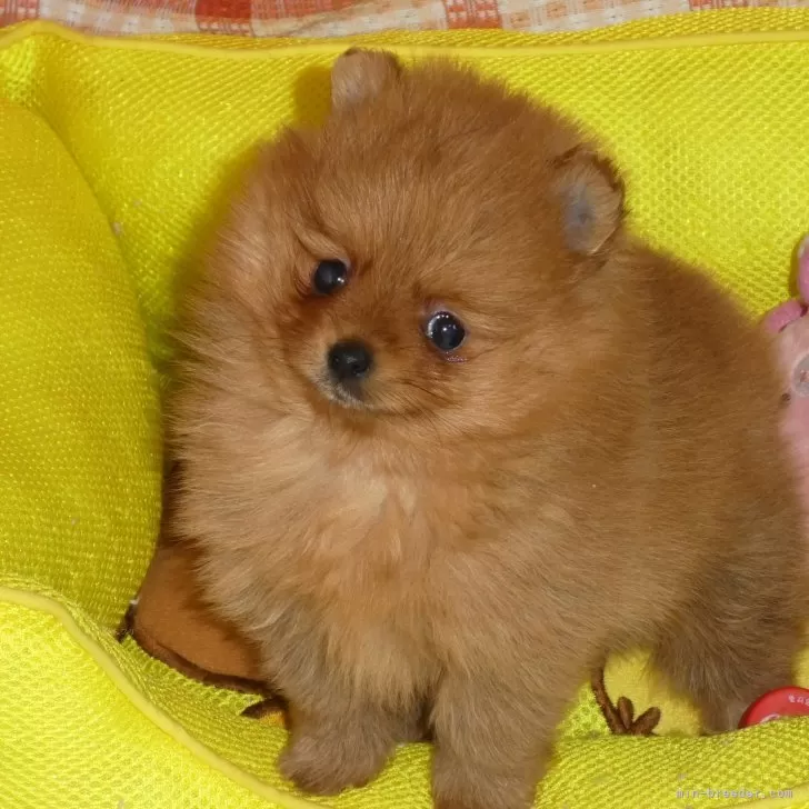 ID：2312-00425の子犬