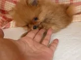 ポメラニアン【静岡県・男の子・2019年6月10日・オレンジ】の写真2