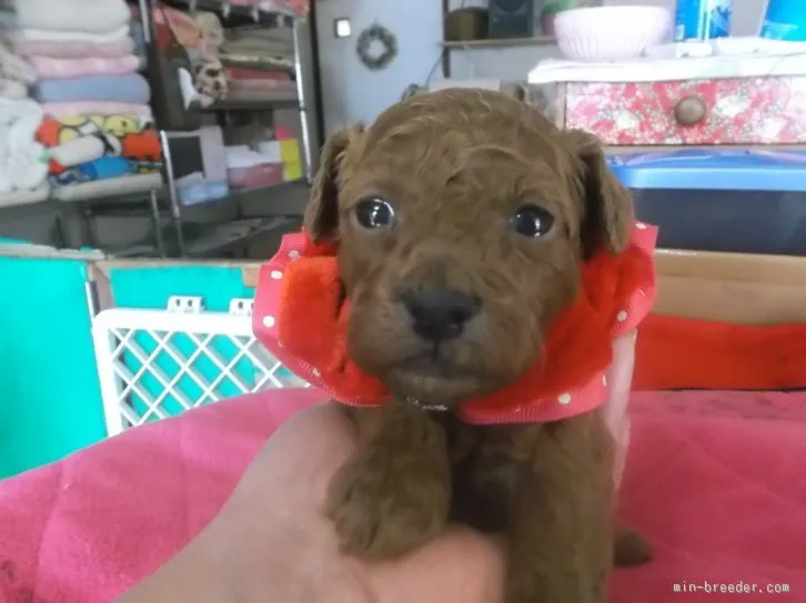 サトミ 様のお迎えした子犬