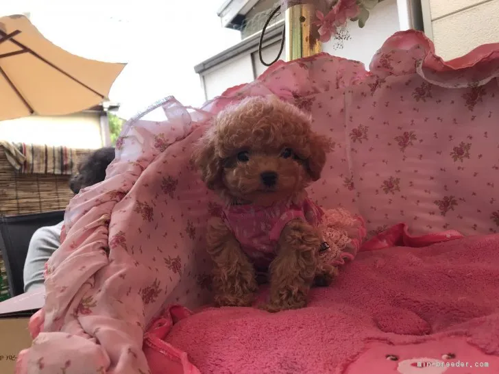 ウッディmama 様のお迎えした子犬